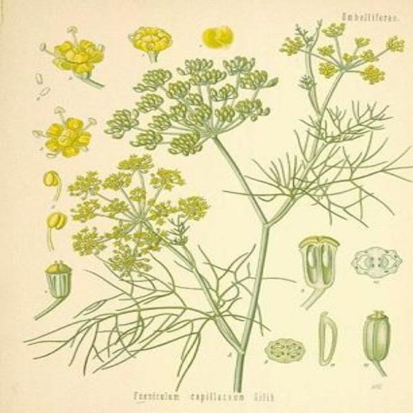 EO Fennel Essential Oil 30 ml