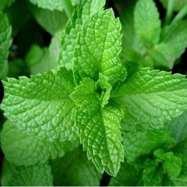 EO Peppermint Essential Oil 100 mls