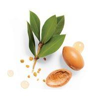 Argan Oil is extracted from the fruit/nut of the Argan tree.