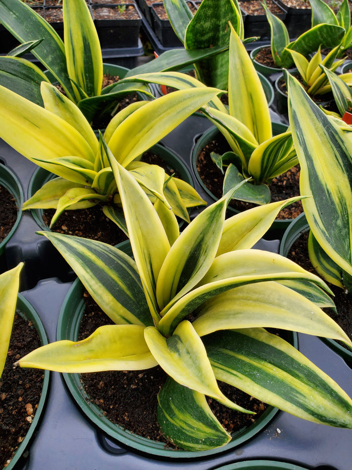 Sansevieria trifasciata --Gold Flame Snake Plant--