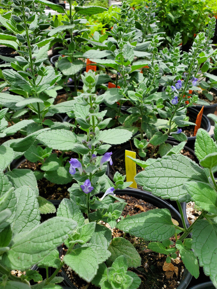 Scutellaria ovata --Heartleaf Skullcap--