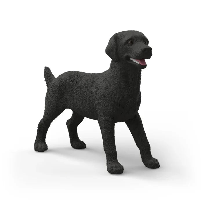 Black Labrador (female)