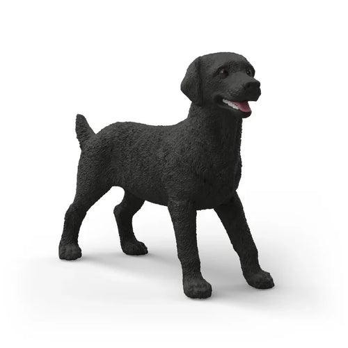 Black Labrador (female)