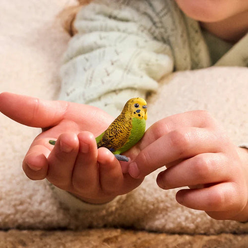 Budgie