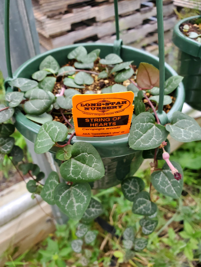 Ceropegia woodii --String of Hearts--