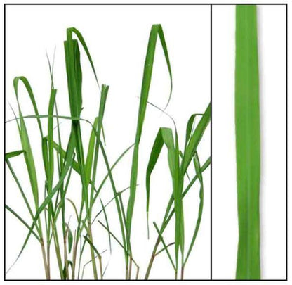 Citronella Essential Oil   1 Litre