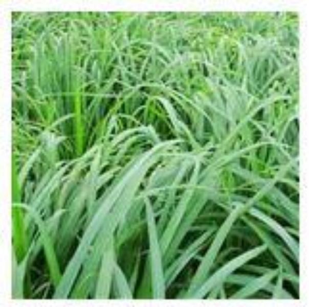 Citronella Essential Oil 100 mls
