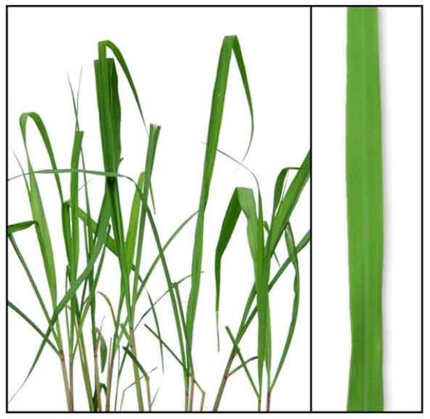 Citronella Essential Oil 100 mls