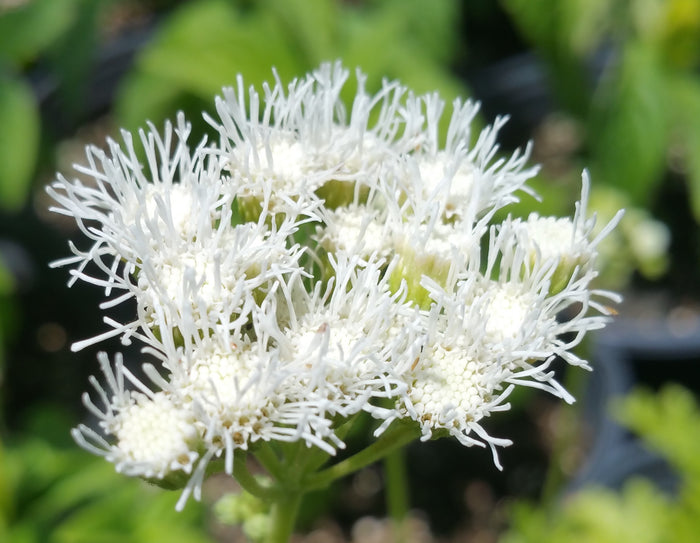 Conoclinium greggii --Gregg's White Mistflower--