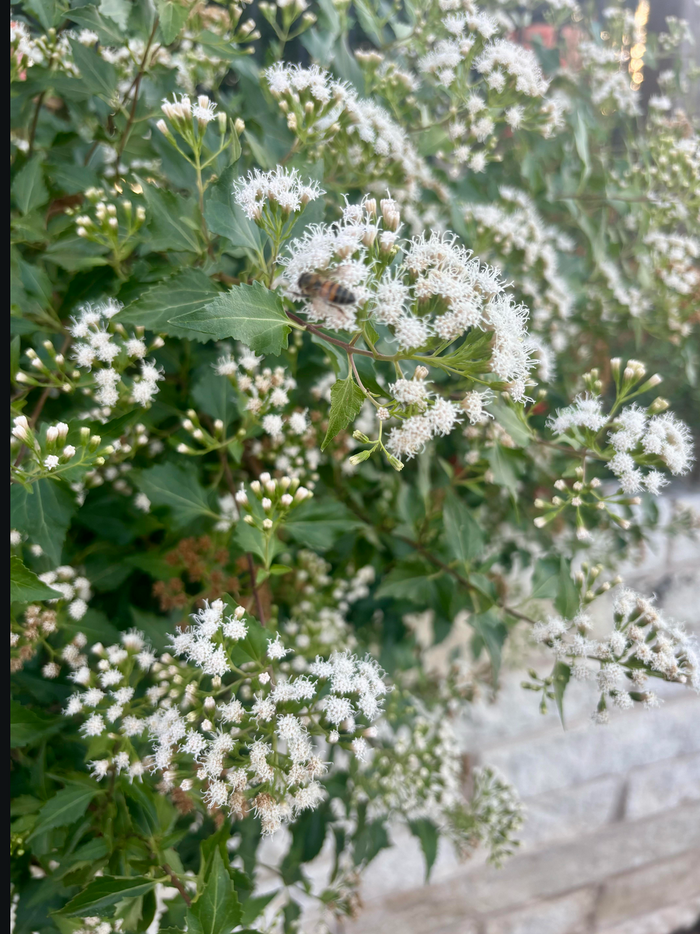 Conoclinium greggii --Gregg's White Mistflower--