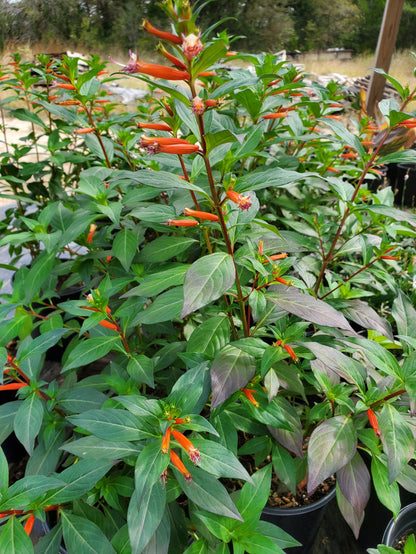 Cuphea ignea x micropetala --David Verity Cigar Plant--