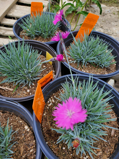 Pink ruffled dianthus feather against gray-green spikey foliage.