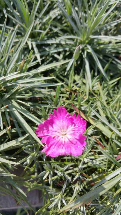 Pink ruffled dianthus feather against gray-green spikey foliage.
