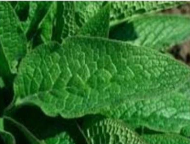 Dried herb - Comfrey Leaves 50 grm