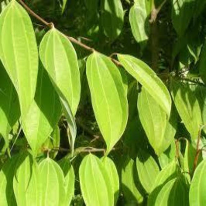 EO Cinnamon leaf Essential Oil 10ml