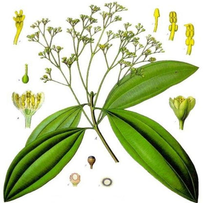 EO Cinnamon leaf Essential Oil 10ml