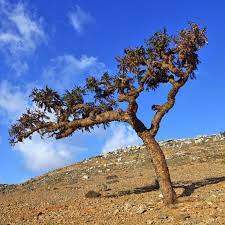 EO Frankincense Essential Oil 10 mls
