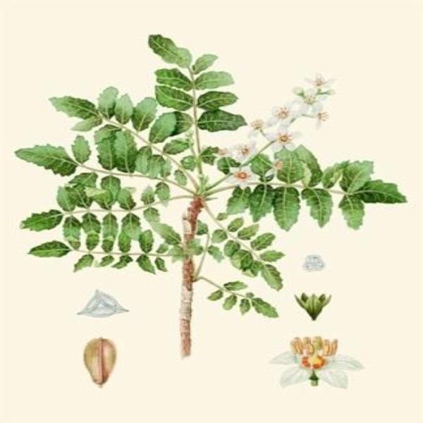 EO Frankincense Essential Oil 10 mls