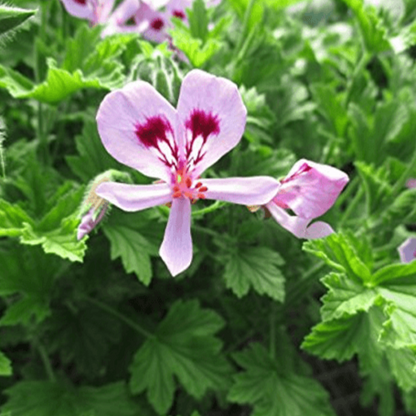 EO Geranium Essential Oil 100ml