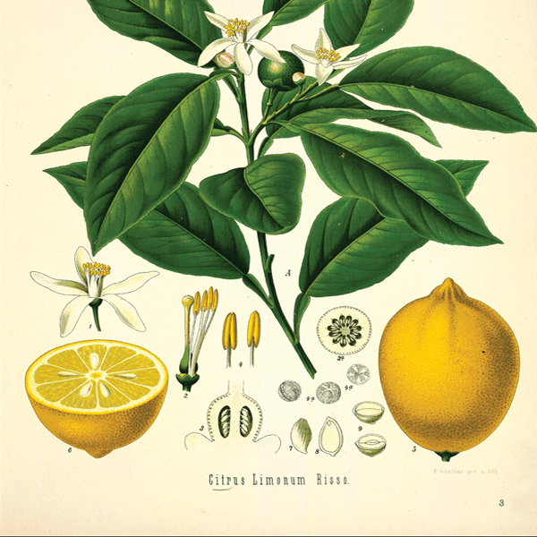 EO Lemon Essential Oil 50 ml