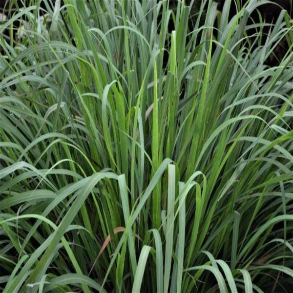 EO Lemongrass Essential Oil 50 mls