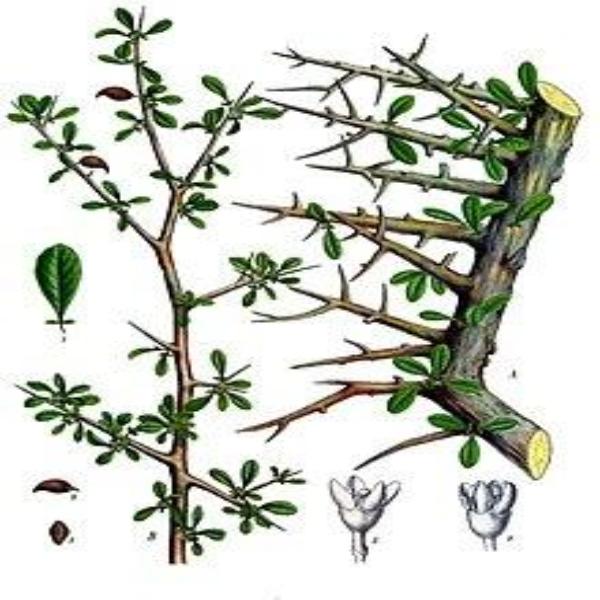 EO Myrrh Essential Oil 10 mls