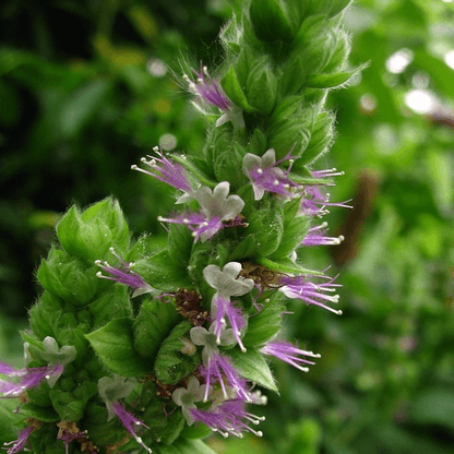 EO Patchouli Essential Oil  10 mls