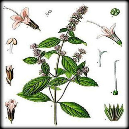 EO Patchouli Essential Oil  10 mls