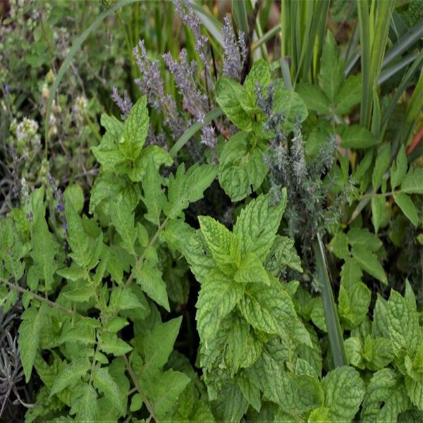 EO Peppermint Essential Oil  10 mls
