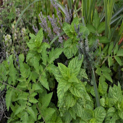 EO Peppermint Essential Oil  100 mls