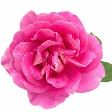 EO Rose Essential Oil 100ml