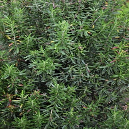 EO Rosemary Essential Oil 50 mls