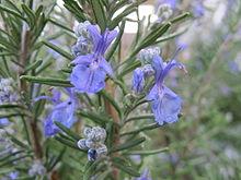 EO Rosemary Essential Oil 50 mls