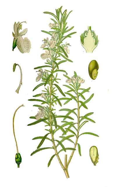 EO Rosemary Essential Oil 50 mls