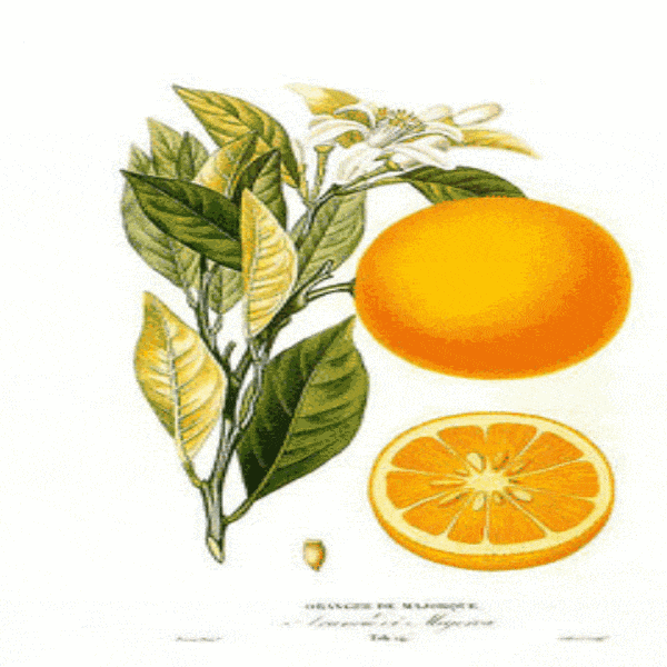 EO Sweet Orange Essential Oil 50 ml