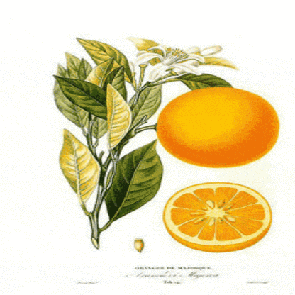 EO Sweet Orange Essential Oil 50 ml