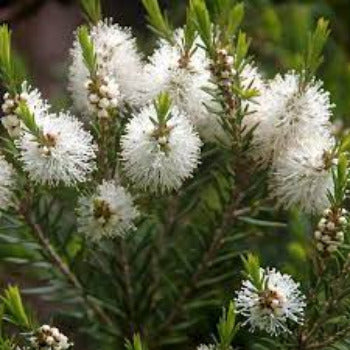 EO Tea Tree Essential Oil 50ml