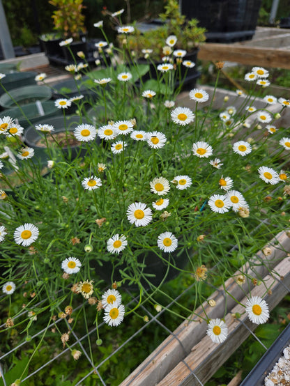 Erigeron modestus --Plains Fleabane--