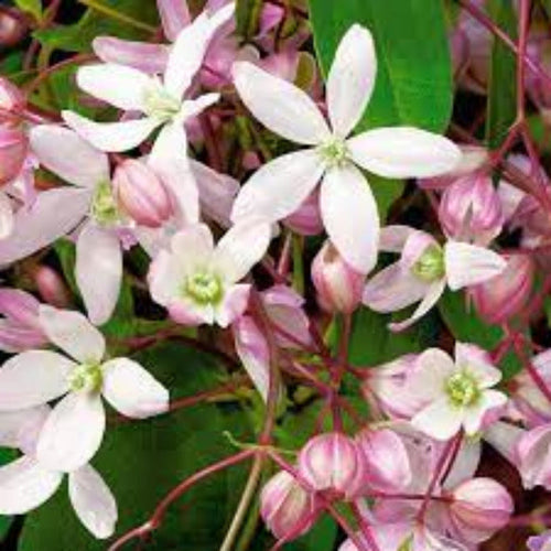 Fragrance Apple Flower CLA  50 mls