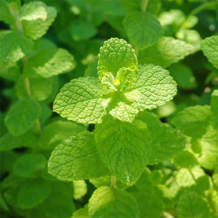Fragrance Bulk Apple Mint 500 mls