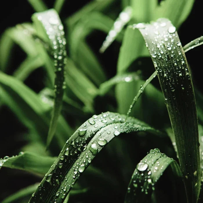 Fragrance Bulk Citronella 500 ml