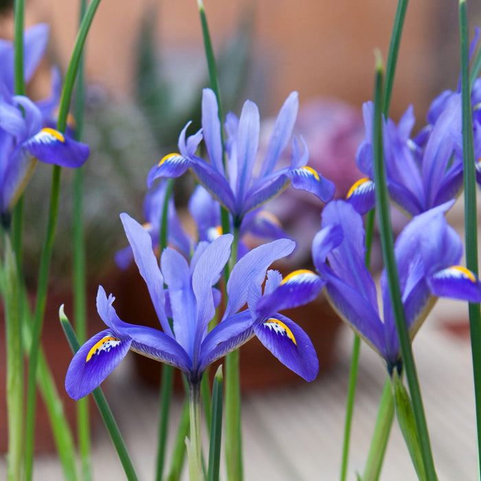 Fragrance Bulk Iris 500 mls