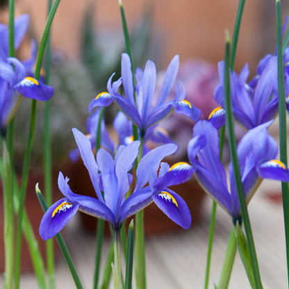 Fragrance Bulk Iris 500 mls