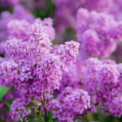 Fragrance Bulk Lilac  500 mls