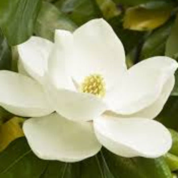 Fragrance Bulk Magnolia 500 mls