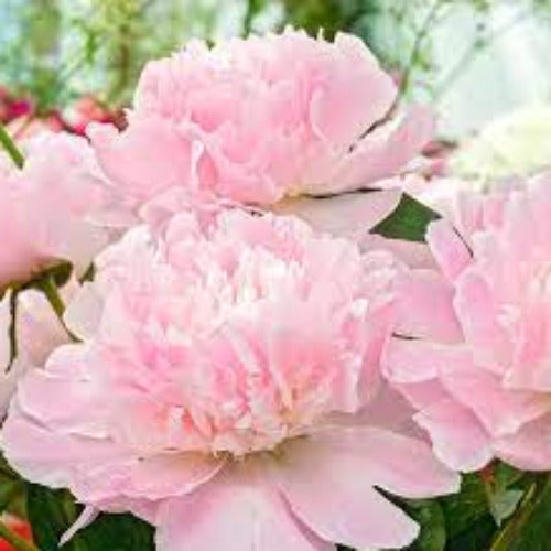 Fragrance Bulk Peony 500 mls