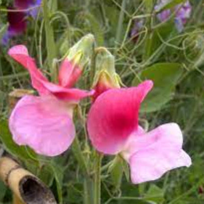 Fragrance Bulk Sweet Pea 1 ltr.