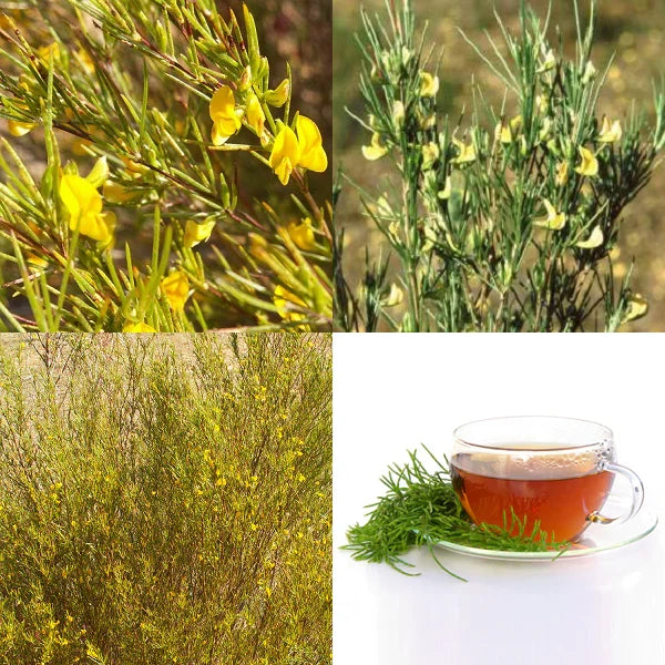 Fragrance Rooibos 2 500 mls