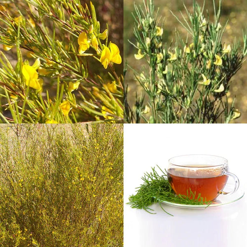 Fragrance Rooibos 2 500 mls