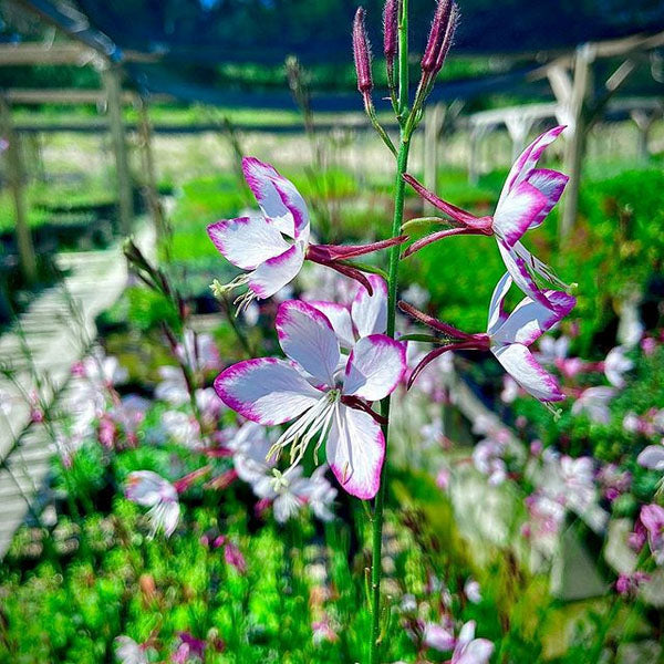 Gaura lindheimeri 'Rosy Cheeks'